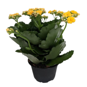 Kalanchoe Yellow