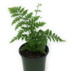 Leatherleaf Fern