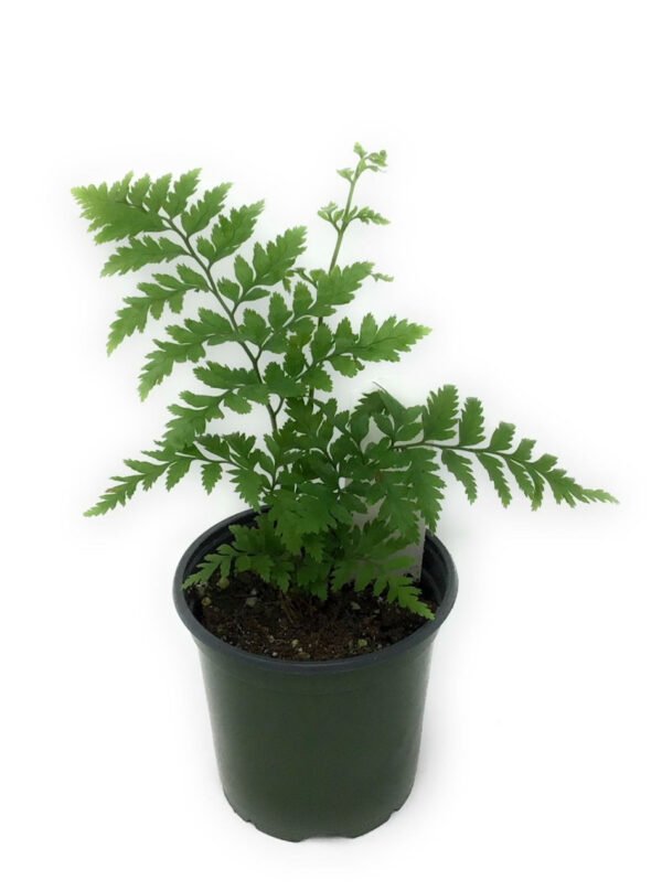 Leatherleaf Fern