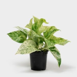 Marble Queen Money Plant