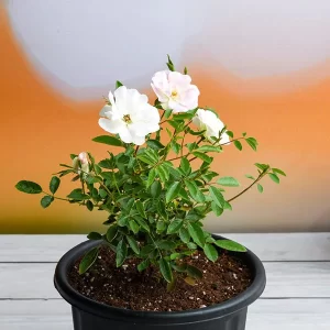 Miniature Rose White