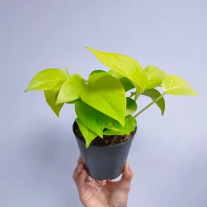 Neon Money Plant