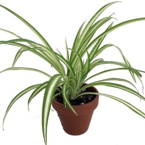 Ocean Spider Plant