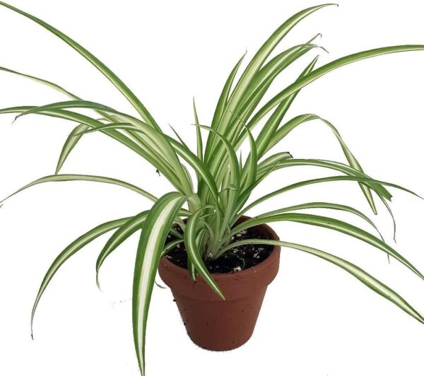 Ocean Spider Plant