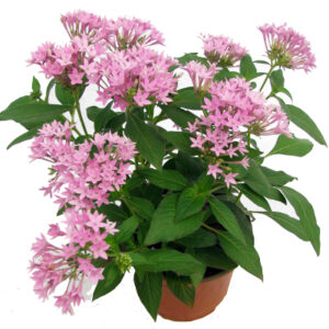 Pentas Pink