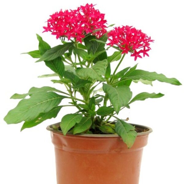 Pentas Red