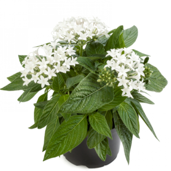 Pentas White