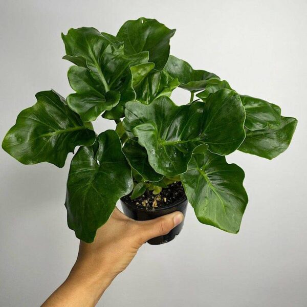 Philodendron Atom, 10 cm pot