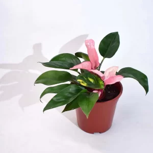 Philodendron Pink Congo, 12 cm pot