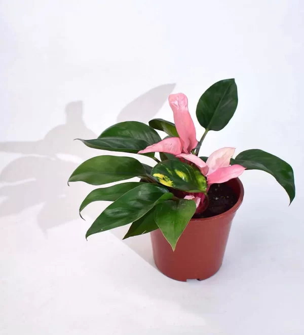 Philodendron Pink Congo, 12 cm pot