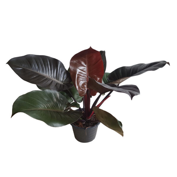 Philodendron black cardinal