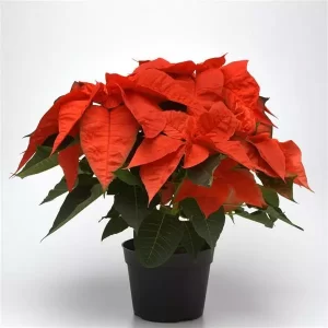 Poinsettia Orange