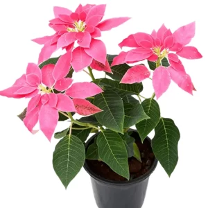 Poinsettia Pink