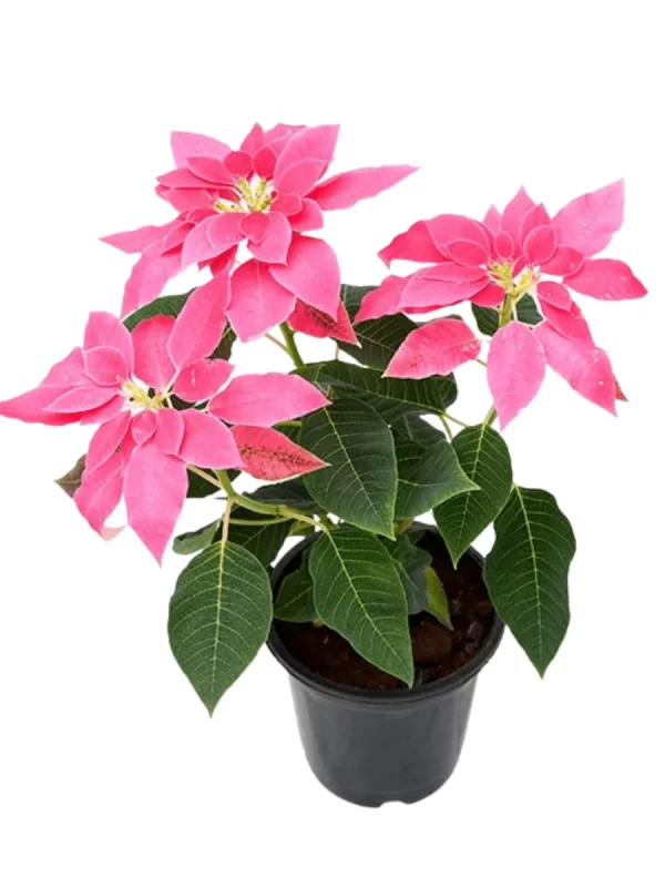 Poinsettia Pink