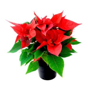 Poinsettia red