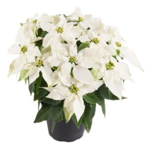 Poinsettia white