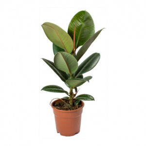 Rubber plant Robusta