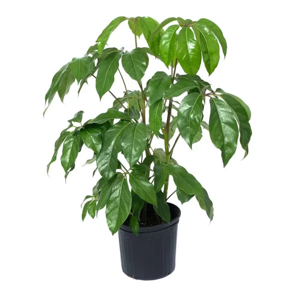 Schefflera Alpina