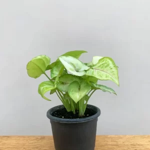 Syngonium Dwarf Variegata