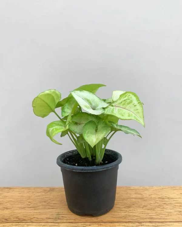 Syngonium Dwarf Variegata