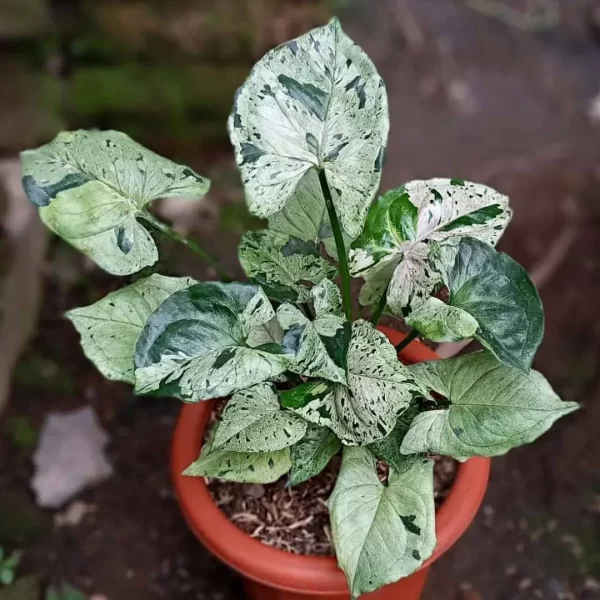 Syngonium Gray Ghost