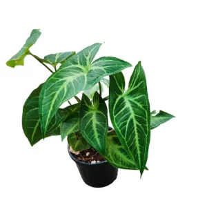 Syngonium Green Gold