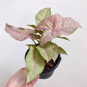 Syngonium Pink Spot