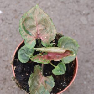 Syngonium Strawberry Ice