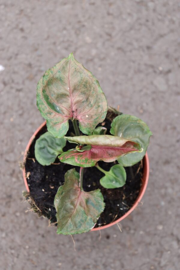 Syngonium Strawberry Ice