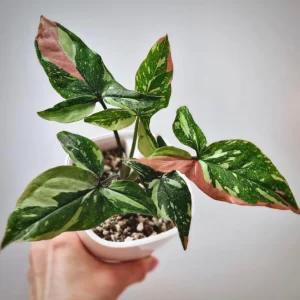 Syngonium Tricolour