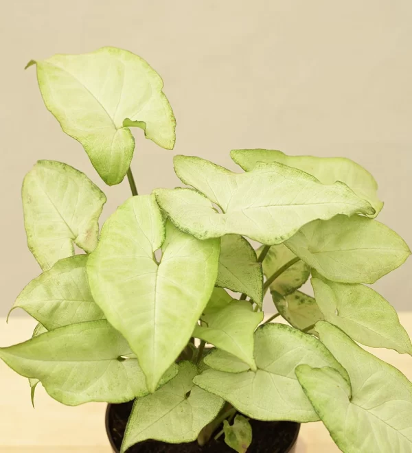 Syngonium White Butterfly