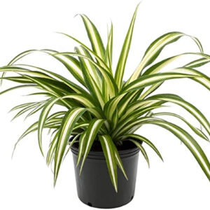 Zebra Spider Plant