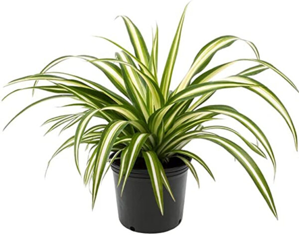 Zebra Spider Plant