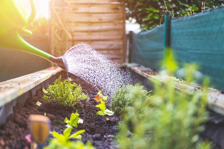 Essential Summer Plant Care: 6 Top Tips for a Thriving Garden