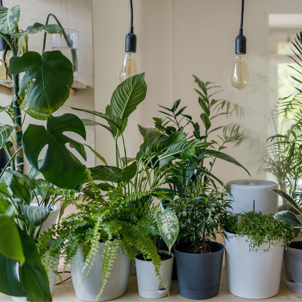 Top 8 Plants for Housewarming Joy